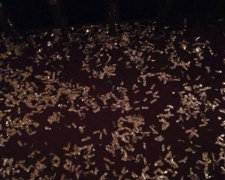 Театральное свинство: в Кривом Роге после концерта народной артистки зал превратился в мусорную свалку (фото)