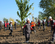 Тысяча новых деревьев: Ингулецкий ГОК в Кривом Роге выполняет рекультивацию отвала