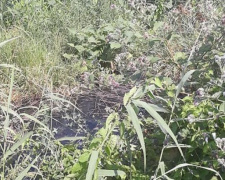 В Кривом Роге канализация почти месяц течет в реку