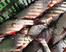 Возле Кривого Рога работники охраны водоёмов два года незаконно вылавливали рыбу
