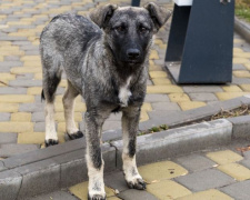 Відкрити у Кривому Розі притулок для безпритульних собак – нова петиція