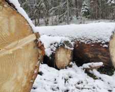 У Криворізькому районі «чорні» лісоруби знищили майже 2000 дерев у полезахасній лісосмузі: яка сума збитків