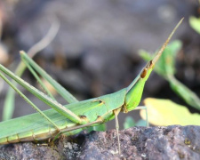 Фотограф запечатлел съедобное насекомое в Кривом Роге