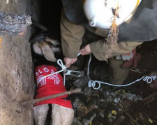На Днепропетровщине спасли козу в спортивной футболке (видео)