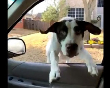 Счастливый пес запрыгнул в окно легковушки своего хозяина (ВИДЕО)