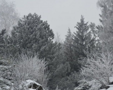 Зимова казка у Криворізькому ботанічному саду (ФОТО)