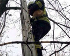 В Кривом Роге спасатели снимали с дерева &quot;рыжее чудо&quot;