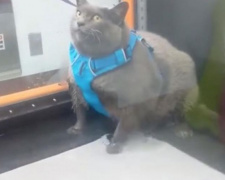Толстая кошка, обманувшая тренажер, стала звездой (ВИДЕО)