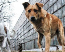Стерилизацию собак Кривого Рога будут проводить ветеринары из Харьковской области