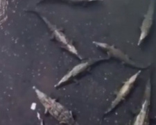 Турист уронил смартфон в кишащую крокодилами реку (ВИДЕО)