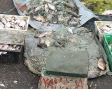 Шесть километров сетей и пол тонны рыбы выявила рыбинспекция Днепропетровской области (фото)