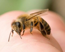 В Днепропетровской области мужчину до смерти покусали пчелы