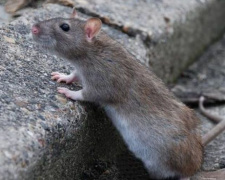 В Кривом Роге наблюдают как &quot;питаются&quot; крысы, ожидается 2-й процесс дератизации