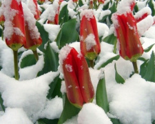 Апрельский снег выпал в Кривом Роге впервые за 15 лет - синоптики