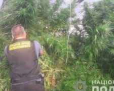 На Днепропетровщине ликвидировали плантацию конопли, а также &quot;марихуану&quot; на сумму более миллиона гривен (фото)
