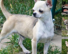В Кривом Роге ограбили питомник для животных, похитили 10 элитных собак