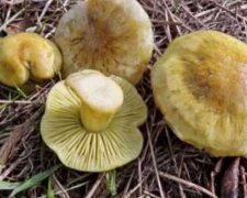 На Днепропетровщине четыре человека отравились грибами 