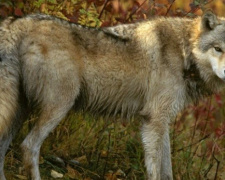 Волки обыкновенные: на территории Криворожья увеличилась популяция серых хищников