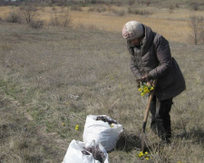 В Кривом Роге  пенсионерки уничтожают краснокнижные растения (фото, видео)