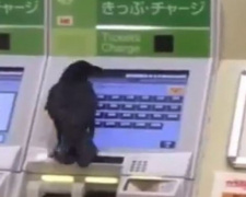 Ворона украла банковскую карту, чтобы купить билет на поезд (ВИДЕО)