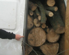 На Днепропетровщине поймали очередных &quot;черных лесорубов&quot;