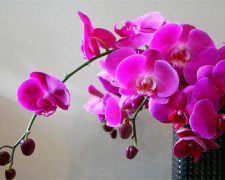 Як поливати орхідею, щоб вона цвіла весь рік – поради
