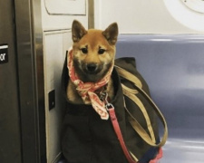 В Нью-Йорке запретили проезд в метро с собаками. Но есть одно &quot;но&quot;
