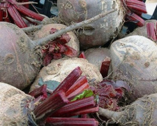 Днепропетровская область озвучила результаты сбора картофеля и овощей