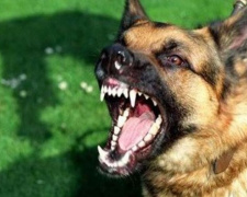 На Днепропетровщине домашняя собака набросилась на 5-летнего мальчика и разорвала ему лицо