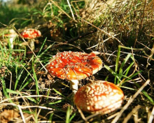 На Днепропетровщине начался грибной сезон: советы токсиколога