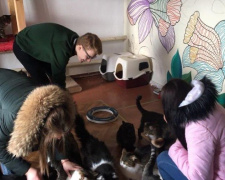 В Кривом Роге студенты КГПУ провели благотворительную акцию помощи бездомным животным
