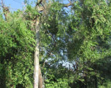 В Кривом Роге коммунальщики начали убирать поваленные деревья внутри жилых кварталов