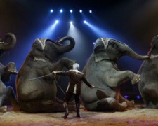 В криворожском цирке больше не будут выступать дикие животные?