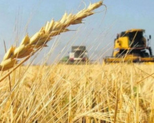 На Днепропетровщине собрали первый миллион тонн ранних зерновых