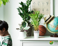 Щоб дитина була здоровою: топ-5 корисних кімнатних рослин для дитячої кімнати