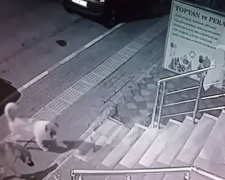 Испугавшего стаю собак кота сняли на видео