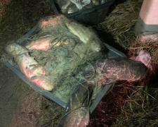 На Криворіжжі правоохоронці викрили браконьєра: зловмисник наловив риби на 150 тисяч гривень