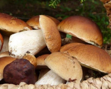 «Тихе полювання»: як не отруїтися грибами (КОРИСНО)