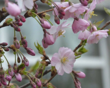 В Кривом Роге ботсад приглашает на цветение японской красавицы (фото)