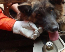 У Кривому Розі рятувальники визволяли собаку, що застрягла в металевому паркані
