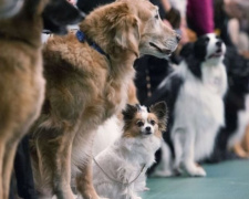 В Кривом Роге состоится Всеукраинская выставка собак