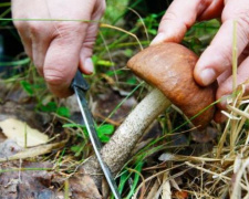 Жителей Кривого Рога предупреждают об опасности отравления грибами