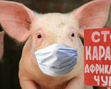 В Днепропетровской области зарегистрировали новую вспышку африканской чумы свиней