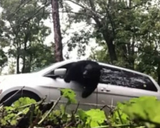 Запертый в автомобиле медведь попал на видео