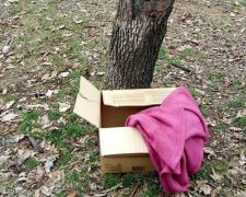 В Кривом Роге дети в парке нашли обезглавленное тело собаки (фото)