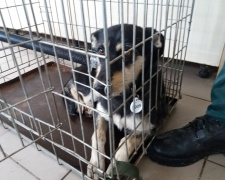 За два дні у Кривому Розі відловили близько 20 безпритульних собак