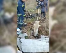 В Кривом Роге спасатели вытащили из ловушки двух собак (фото, видео)