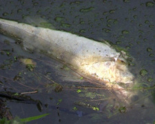 Эксперты говорят, что из-за сильной жары в водоёмах Кривого Рога гибнет рыба (ФОТО)