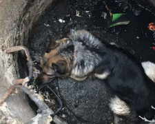 В Кривом Роге спасатели достали собаку из комуникационного колодца (фото)