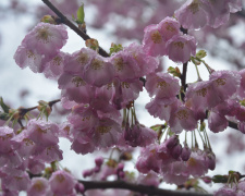 Квітнуть сакури і магнолії: криворіжців запрошують до ботанічного саду